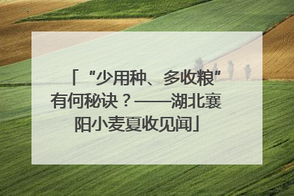 “少用种、多收粮”有何秘诀？——湖北襄阳小麦夏收见闻