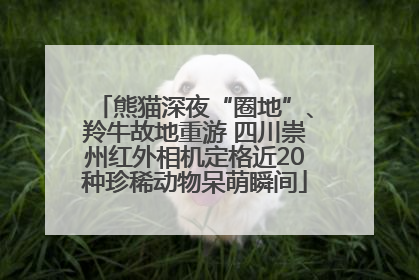 熊猫深夜“圈地”、羚牛故地重游 四川崇州红外相机定格近20种珍稀动物呆萌瞬间