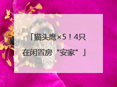 猫头鹰×5！4只在闲置房“安家”