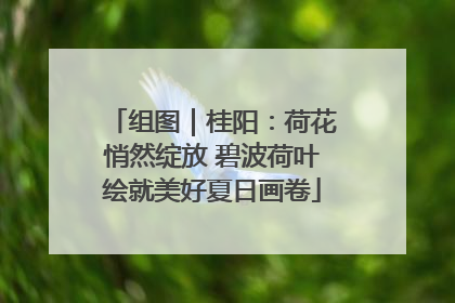 组图｜桂阳：荷花悄然绽放 碧波荷叶绘就美好夏日画卷