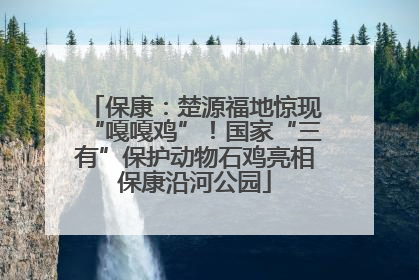 保康：楚源福地惊现“嘎嘎鸡”！国家“三有”保护动物石鸡亮相保康沿河公园