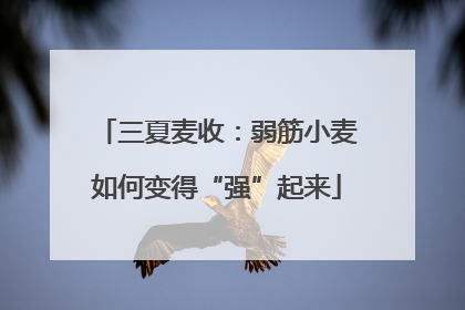 三夏麦收：弱筋小麦如何变得“强”起来