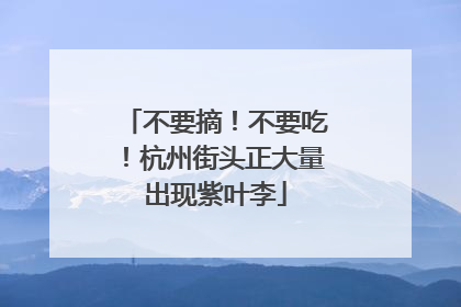 不要摘！不要吃！杭州街头正大量出现紫叶李