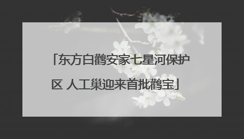 东方白鹳安家七星河保护区 人工巢迎来首批鹳宝
