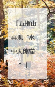 五指山再现“水中大熊猫”
