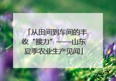 从田间到车间的丰收“接力”——山东夏季农业生产见闻