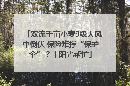 双流千亩小麦9级大风中倒伏 保险难撑“保护伞”？丨阳光帮忙