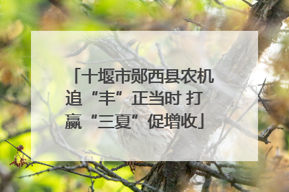十堰市郧西县农机追“丰”正当时 打赢“三夏”促增收