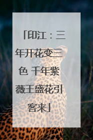 印江：三年开花变三色 千年紫薇王盛花引客来
