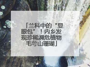 兰科中的“显眼包”！内乡发现珍稀濒危植物毛萼山珊瑚