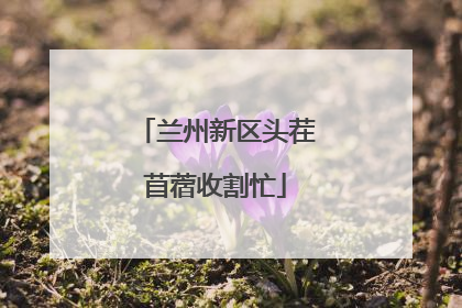 兰州新区头茬苜蓿收割忙