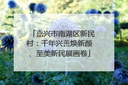嘉兴市南湖区新民村：千年兴善焕新颜、至美新民展画卷