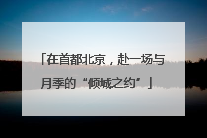 在首都北京，赴一场与月季的“倾城之约”