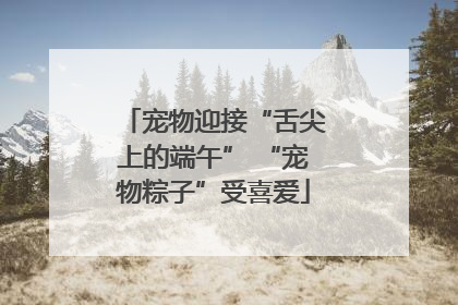 宠物迎接“舌尖上的端午” “宠物粽子”受喜爱