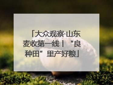 大众观察·山东麦收第一线丨“良种田”里产好粮