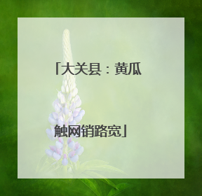 大关县：黄瓜触网销路宽