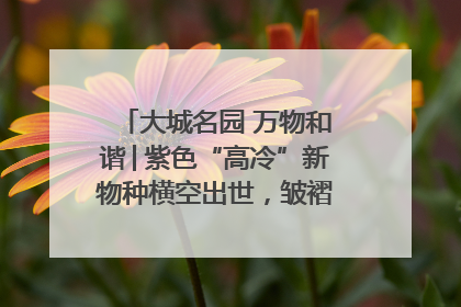 大城名园 万物和谐│紫色“高冷”新物种横空出世，皱褶叶片暗藏进化密码