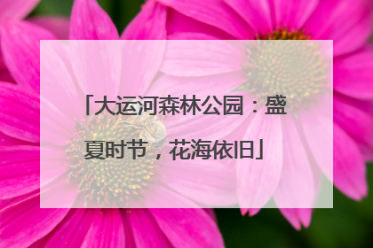 大运河森林公园：盛夏时节，花海依旧