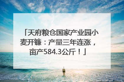 天府粮仓国家产业园小麦开镰：产量三年连涨，亩产584.3公斤！
