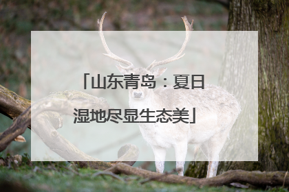 山东青岛：夏日湿地尽显生态美