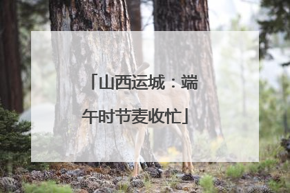 山西运城：端午时节麦收忙