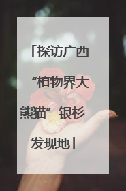 探访广西“植物界大熊猫”银杉发现地