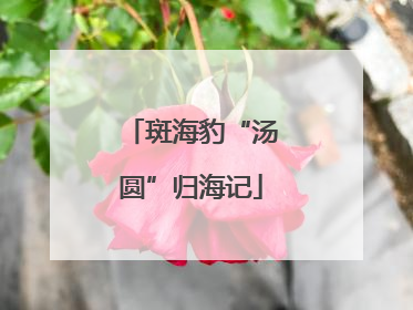 斑海豹“汤圆”归海记