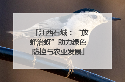 江西石城：“放蜂治蚜”助力绿色防控与农业发展