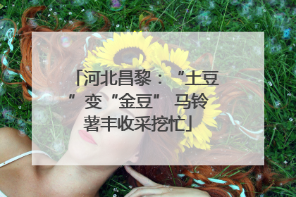 河北昌黎：“土豆”变“金豆” 马铃薯丰收采挖忙