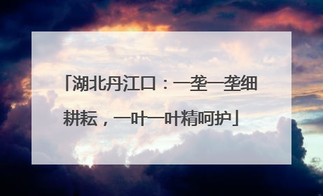 湖北丹江口：一垄一垄细耕耘，一叶一叶精呵护