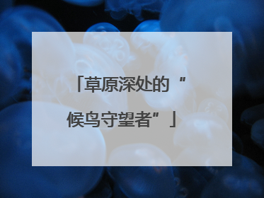 草原深处的“候鸟守望者”