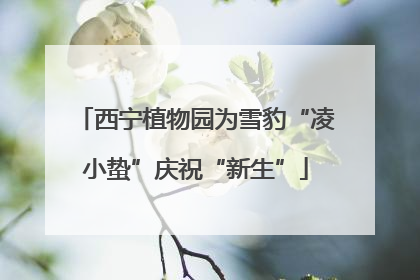 西宁植物园为雪豹“凌小蛰”庆祝“新生”