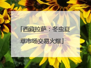 西藏拉萨：冬虫夏草市场交易火爆