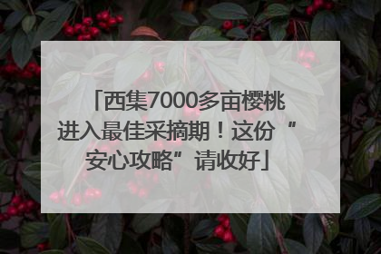 西集7000多亩樱桃进入最佳采摘期！这份“安心攻略”请收好