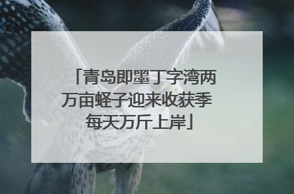 青岛即墨丁字湾两万亩蛏子迎来收获季 每天万斤上岸