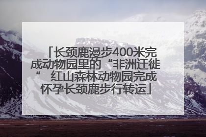 长颈鹿漫步400米完成动物园里的“非洲迁徙” 红山森林动物园完成怀孕长颈鹿步行转运