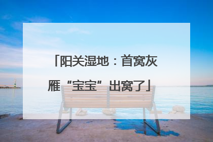 阳关湿地：首窝灰雁“宝宝”出窝了