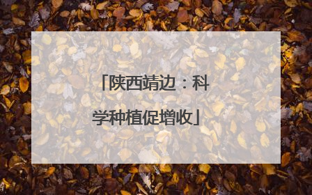 陕西靖边：科学种植促增收