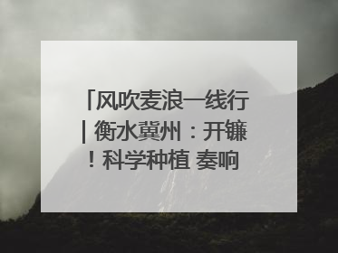 风吹麦浪一线行｜衡水冀州：开镰！科学种植 奏响丰收序曲