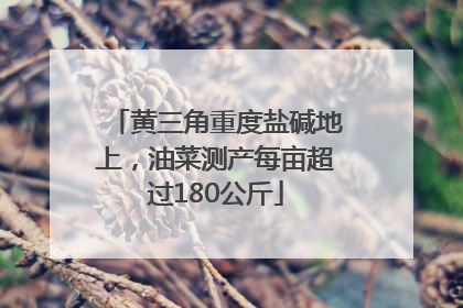 黄三角重度盐碱地上，油菜测产每亩超过180公斤